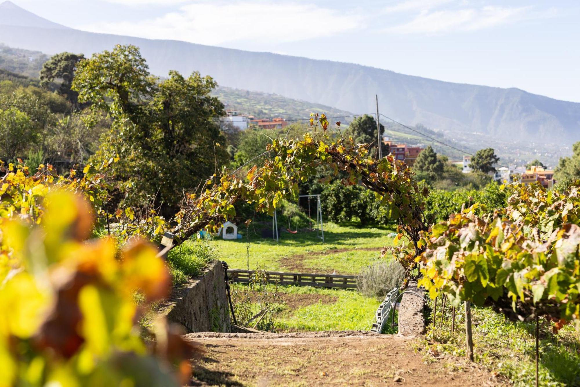 Ek Las Vistas Finca El Milagro La Orotava Εξωτερικό φωτογραφία