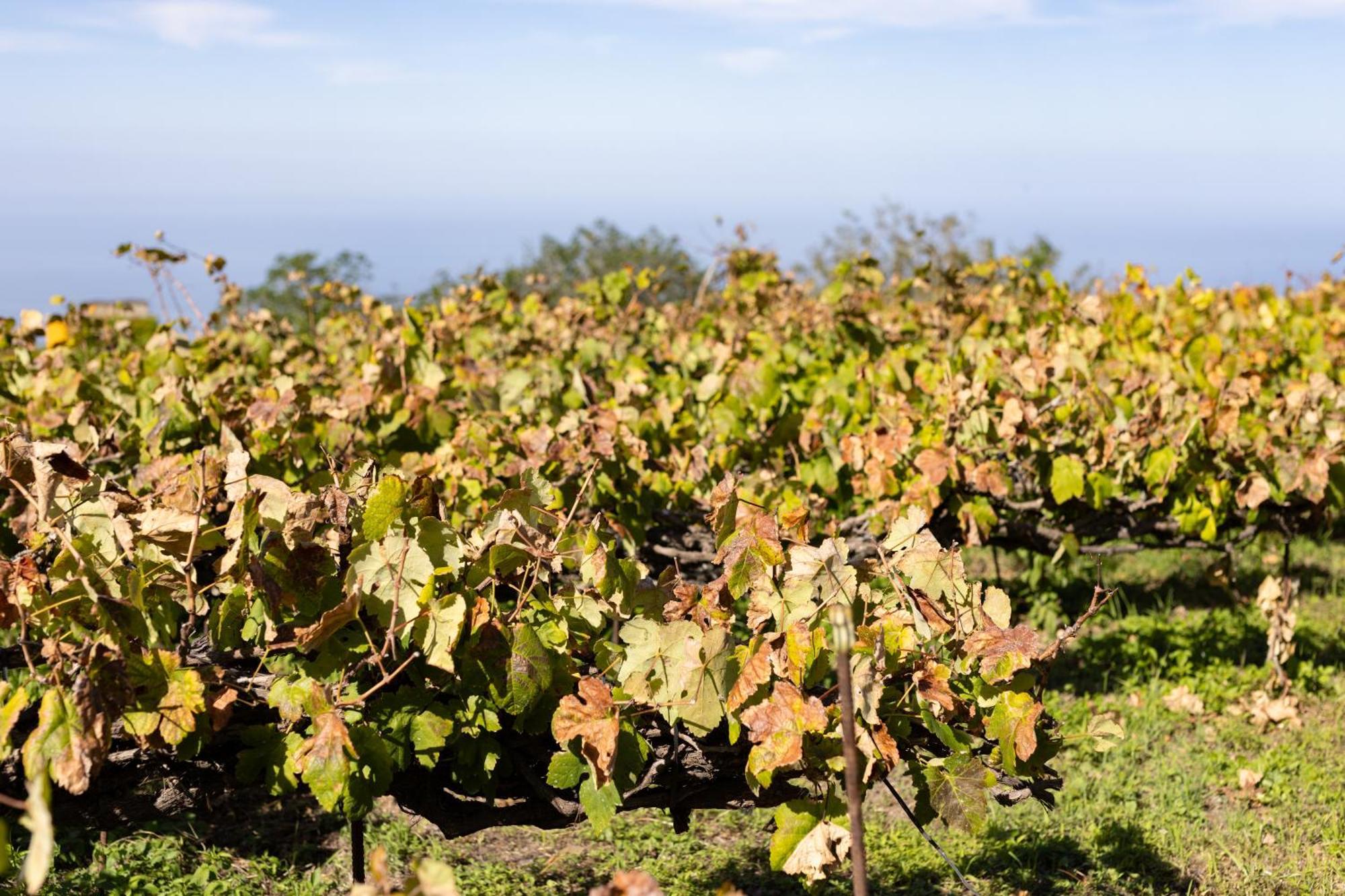 Ek Las Vistas Finca El Milagro La Orotava Εξωτερικό φωτογραφία