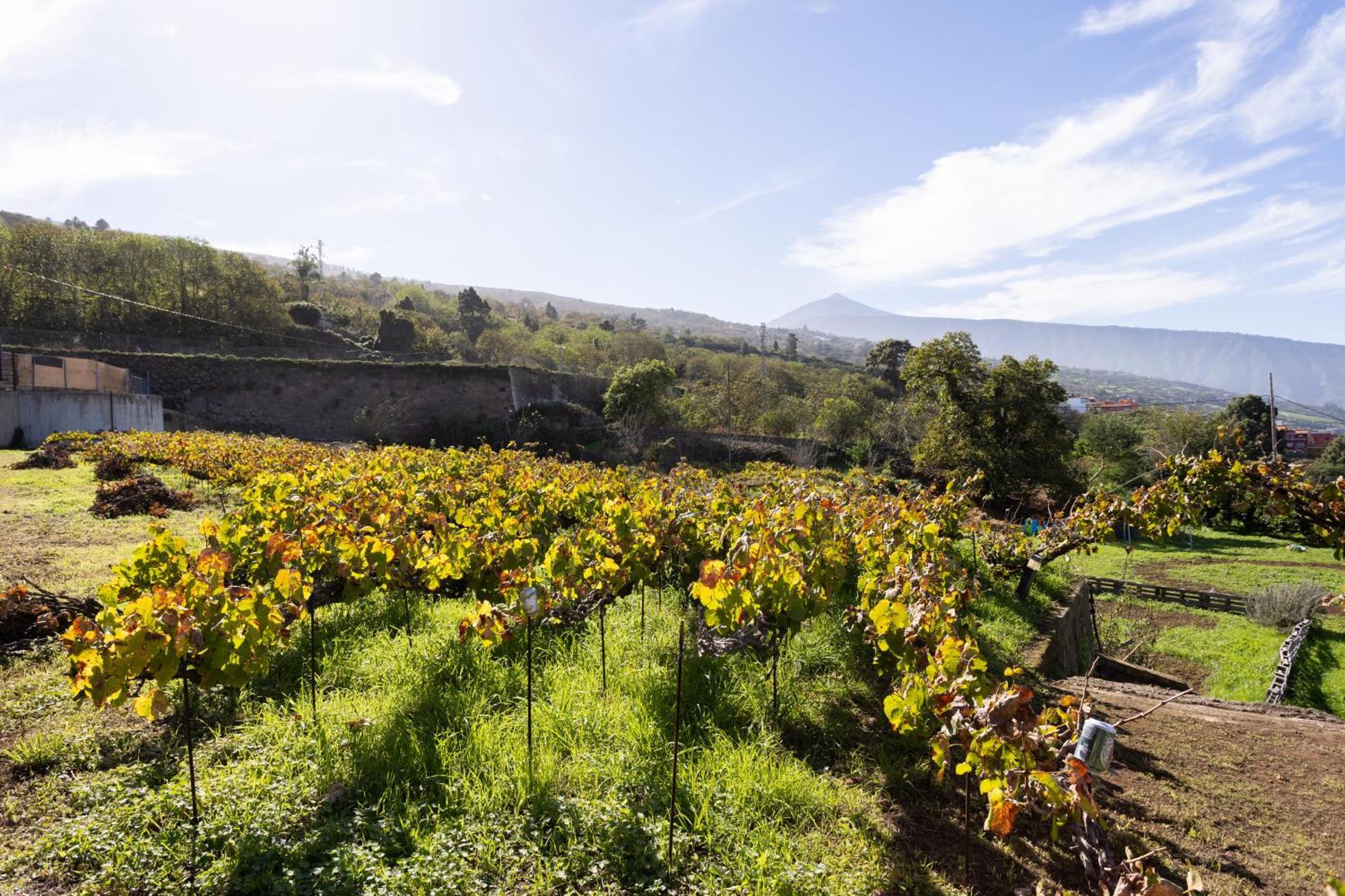 Ek Las Vistas Finca El Milagro La Orotava Εξωτερικό φωτογραφία