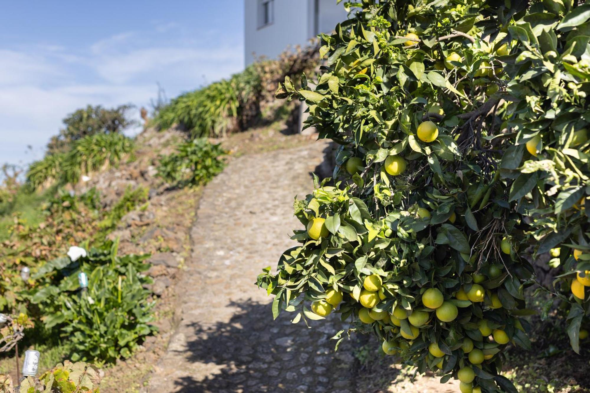 Ek Las Vistas Finca El Milagro La Orotava Εξωτερικό φωτογραφία